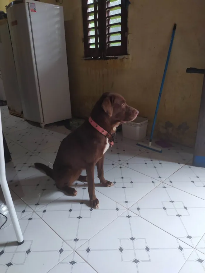 Cachorro ra a Labrador idade 6 ou mais anos nome Charlote