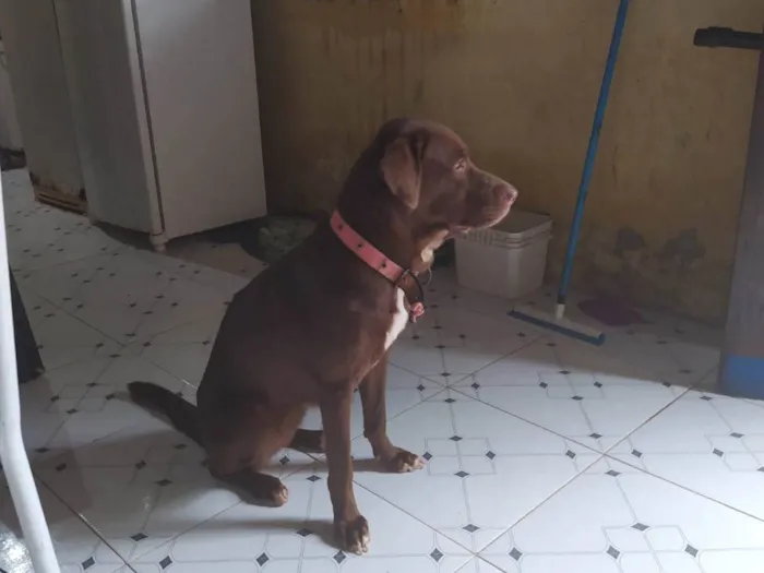 Cachorro ra a Labrador idade 6 ou mais anos nome Charlote