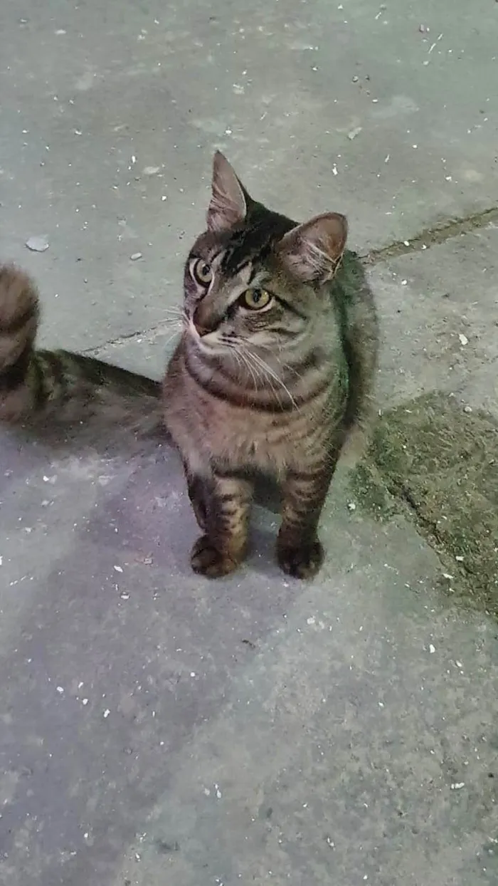 Gato ra a Exótico idade 2 anos nome Tom