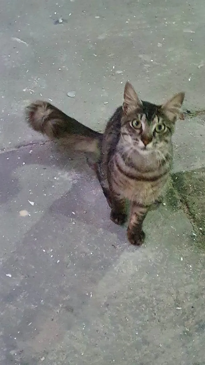 Gato ra a Exótico idade 2 anos nome Tom