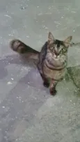 Tom