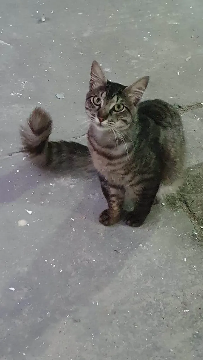 Gato ra a Exótico idade 2 anos nome Tom