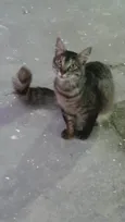 Tom