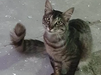 Gato raça Exótico idade 2 anos nome Tom