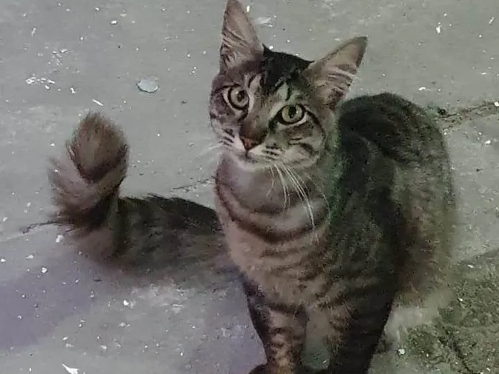 Gato ra a Exótico idade 2 anos nome Tom
