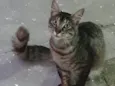 Tom