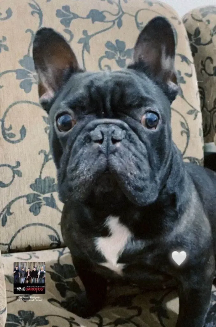 Cachorro ra a Bulldog idade 4 anos nome Boris