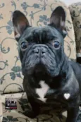 Boris