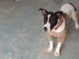 Susi