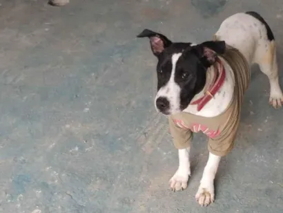 Cachorro raça Pit-Bull idade 7 a 11 meses nome Susi