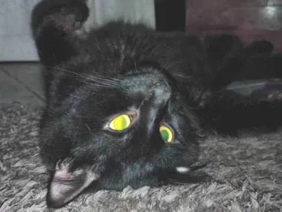 Gato raça SRD-ViraLata idade 3 anos nome Bolinha 