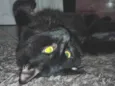 Bolinha