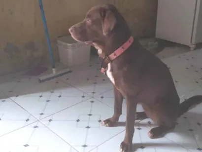 Cachorro raça Labrador idade 6 ou mais anos nome Charlote