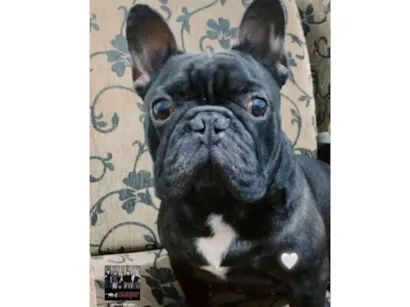 Cachorro raça Bulldog idade 4 anos nome Boris