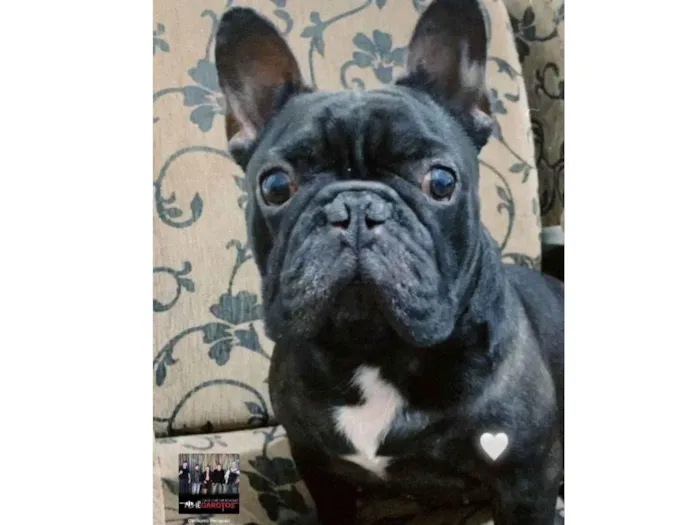 Cachorro ra a Bulldog idade 4 anos nome Boris