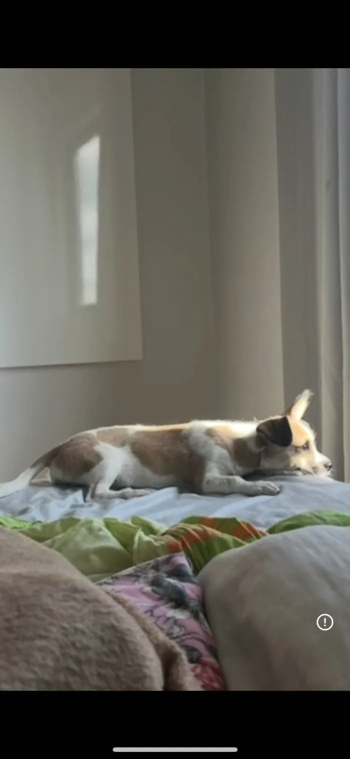 Cachorro ra a SRD-ViraLata idade 7 a 11 meses nome Luna 