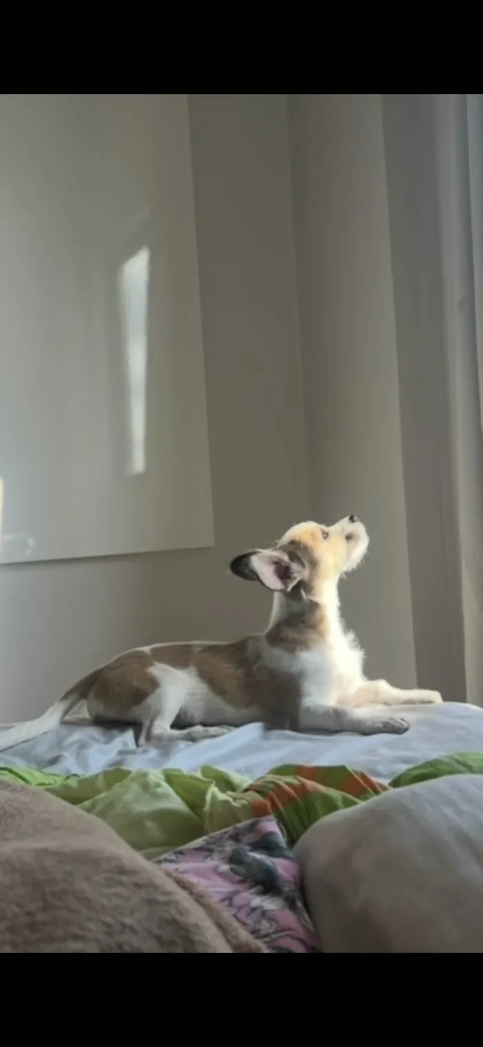 Cachorro ra a SRD-ViraLata idade 7 a 11 meses nome Luna 
