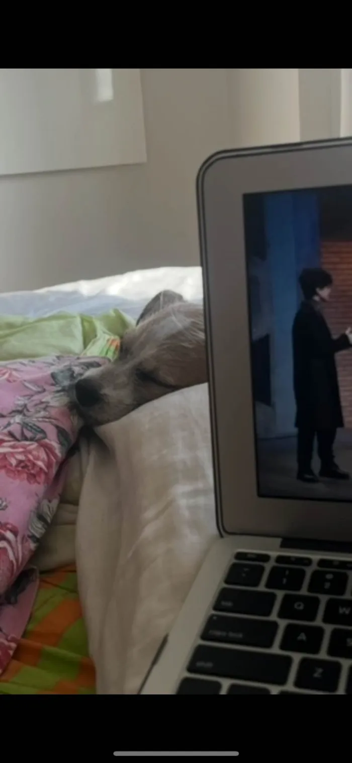 Cachorro ra a SRD-ViraLata idade 7 a 11 meses nome Luna 