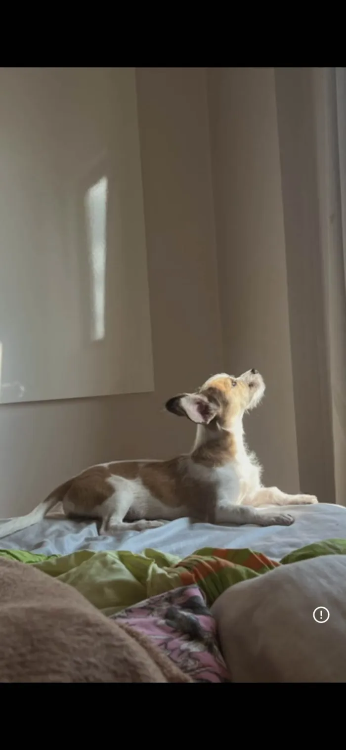 Cachorro ra a SRD-ViraLata idade 7 a 11 meses nome Luna 