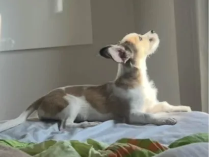 Cachorro raça SRD-ViraLata idade 7 a 11 meses nome Luna 