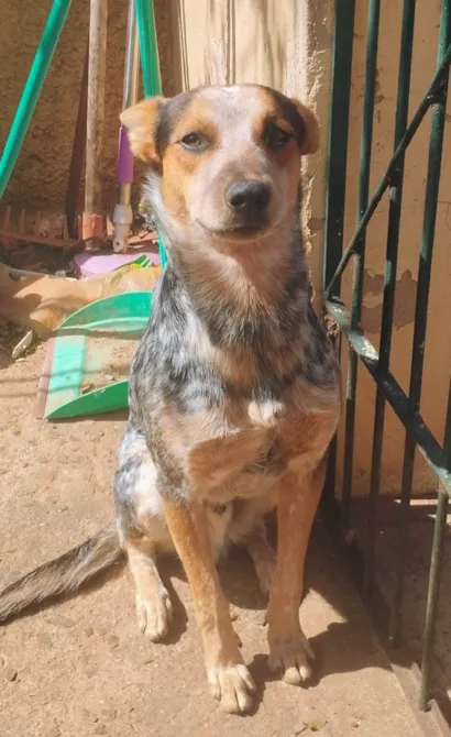 Cachorro raça SRD-ViraLata idade 7 a 11 meses nome Simba