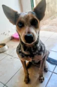 Simba