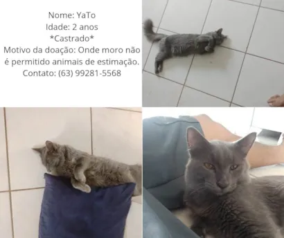 Gato raça SRD-ViraLata idade 2 anos nome yato