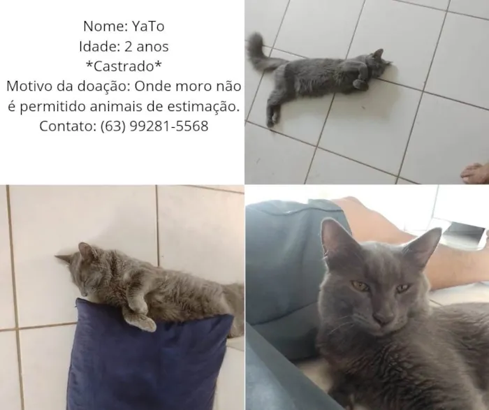 Gato ra a SRD-ViraLata idade 2 anos nome yato