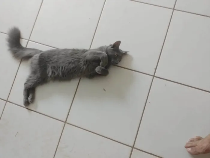 Gato ra a SRD-ViraLata idade 2 anos nome yato