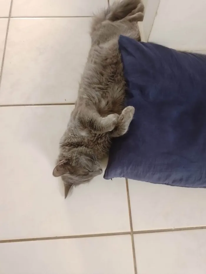 Gato ra a SRD-ViraLata idade 2 anos nome yato