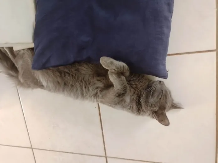 Gato ra a SRD-ViraLata idade 2 anos nome yato