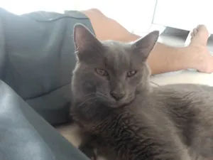 Gato raça SRD-ViraLata idade 2 anos nome yato