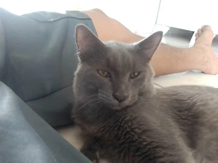 Gato ra a SRD-ViraLata idade 2 anos nome yato