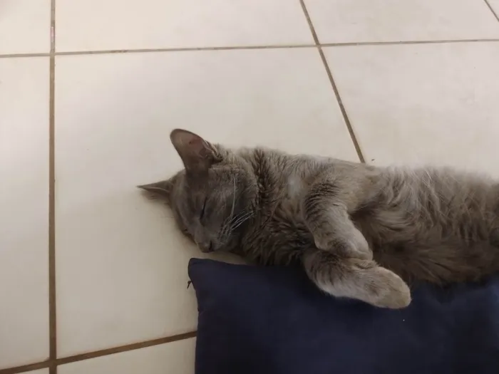 Gato ra a SRD-ViraLata idade 2 anos nome yato