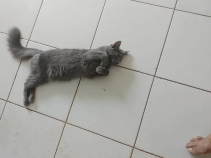 Gato ra a SRD-ViraLata idade 2 anos nome yato
