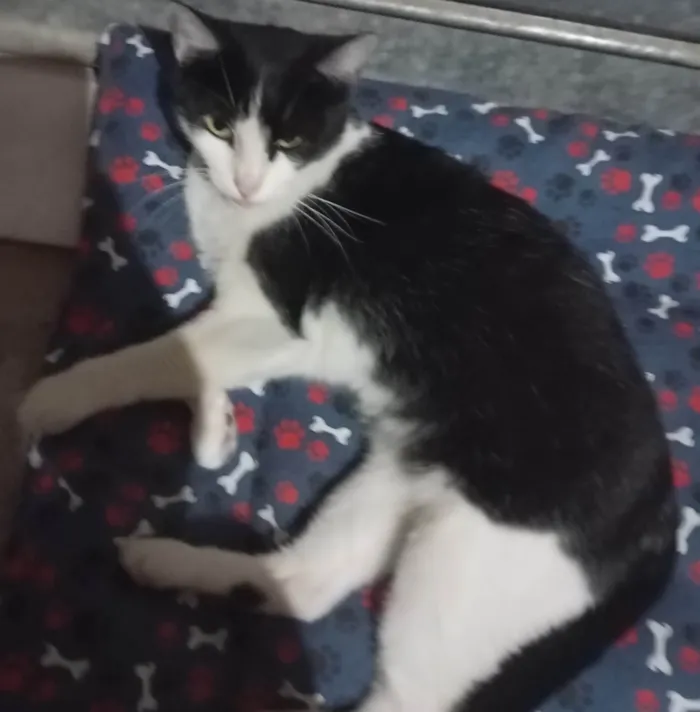 Gato ra a SRD-ViraLata idade 1 ano nome Mel 