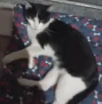 Mel