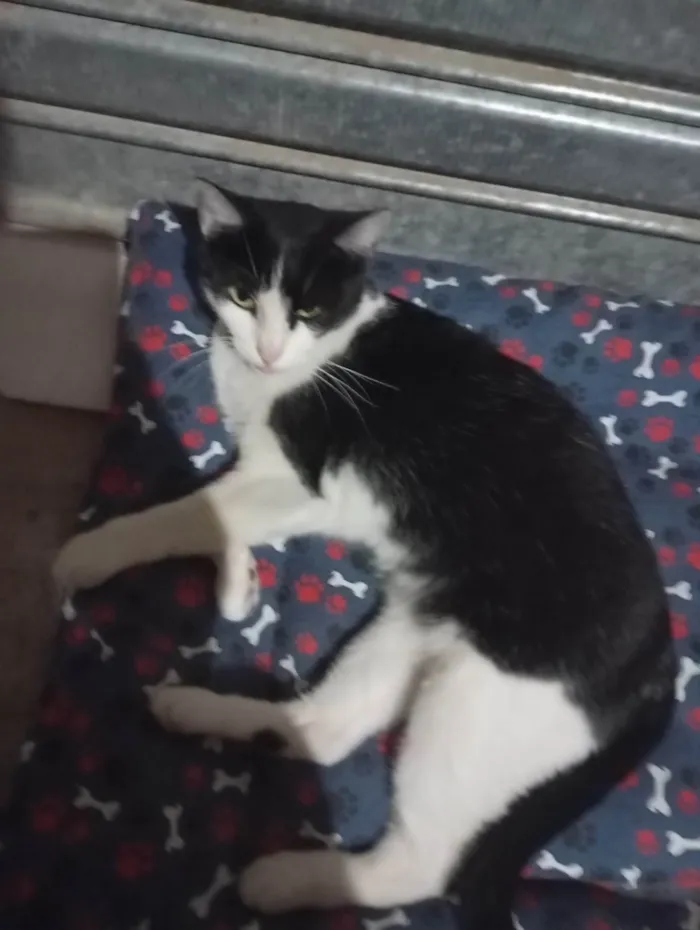 Gato ra a SRD-ViraLata idade 1 ano nome Mel 