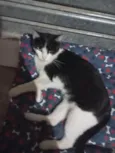 Mel