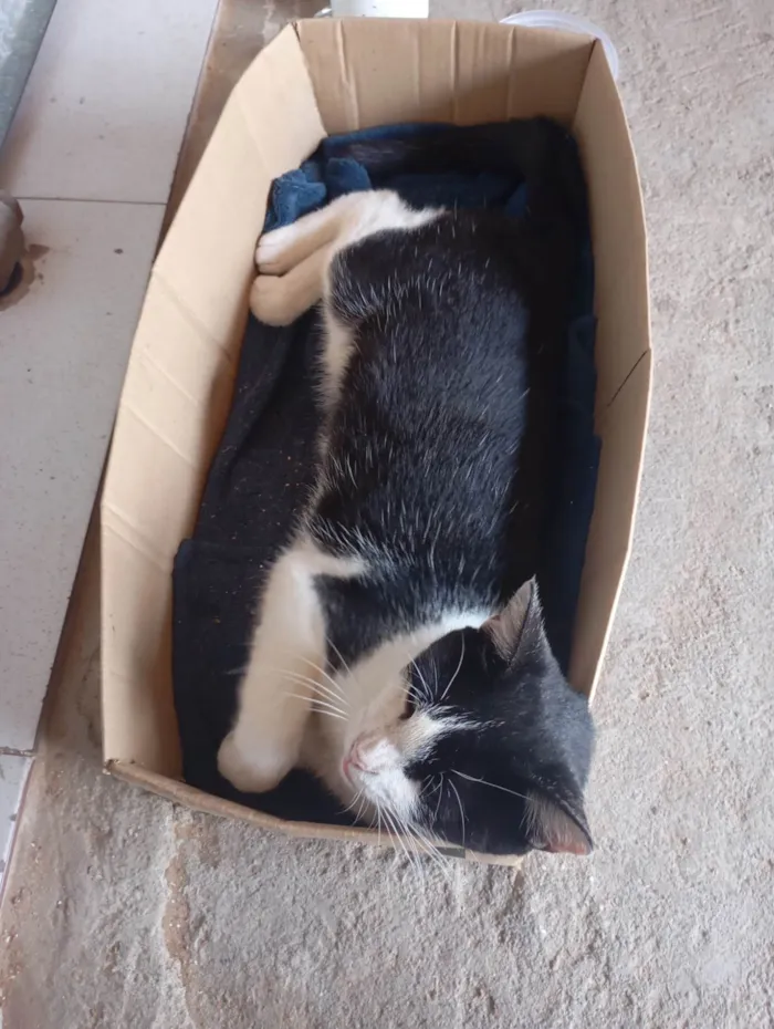 Gato ra a SRD-ViraLata idade 1 ano nome Mel 