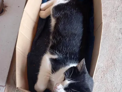 Gato raça SRD-ViraLata idade 1 ano nome Mel 