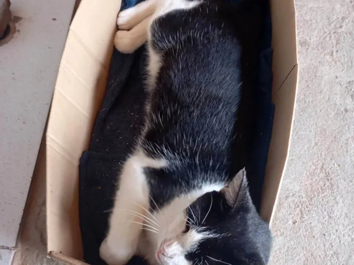 Gato ra a SRD-ViraLata idade 1 ano nome Mel 