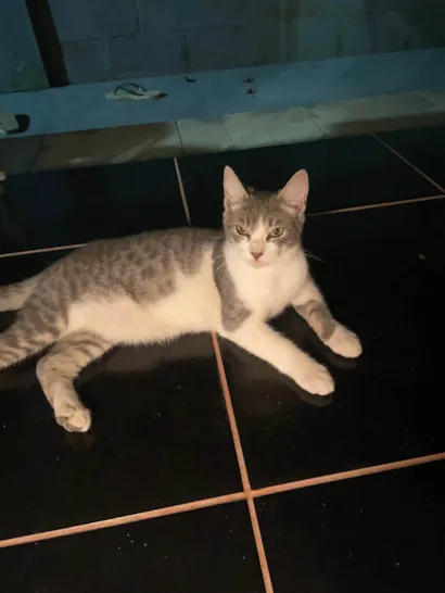 Gato raça SRD-ViraLata idade 2 a 6 meses nome Femina 