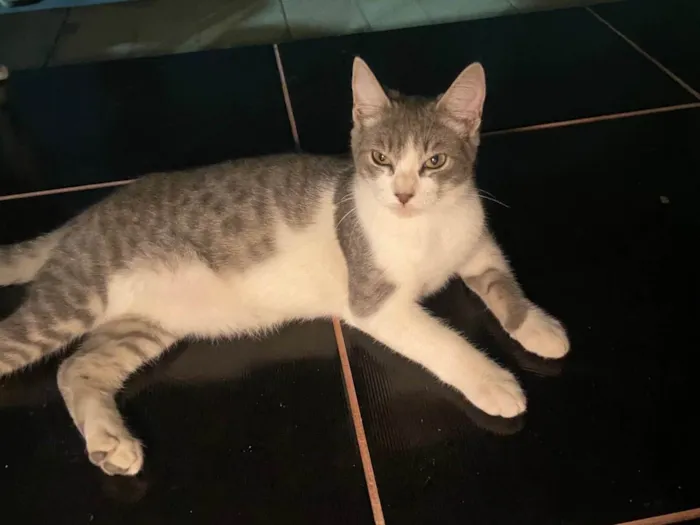 Gato ra a SRD-ViraLata idade 2 a 6 meses nome Femina 