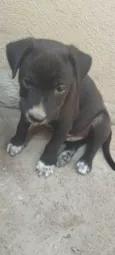 Pitoco