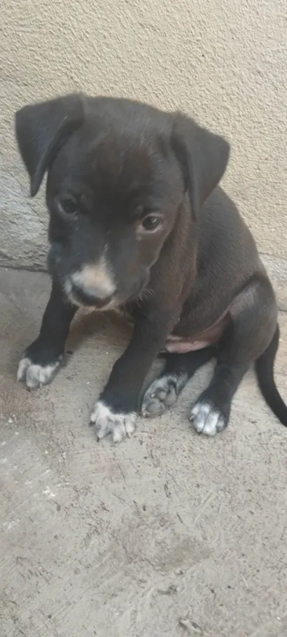 Cachorro raça SRD-ViraLata idade Abaixo de 2 meses nome Pitoco