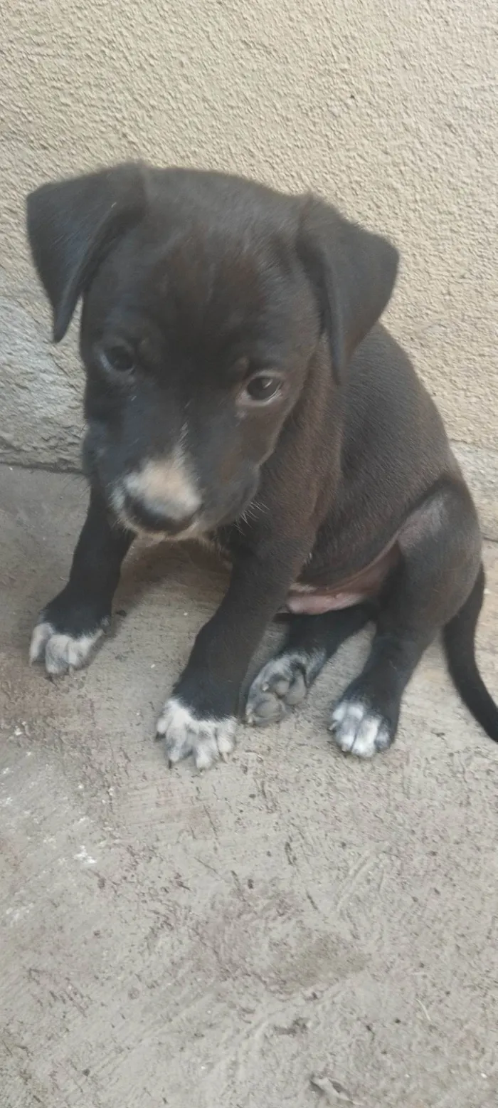 Cachorro ra a SRD-ViraLata idade Abaixo de 2 meses nome Pitoco