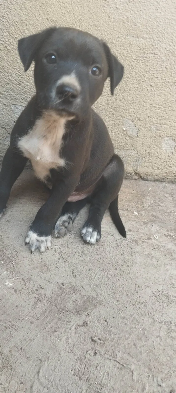 Cachorro ra a SRD-ViraLata idade Abaixo de 2 meses nome Pitoco