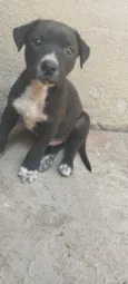 Pitoco