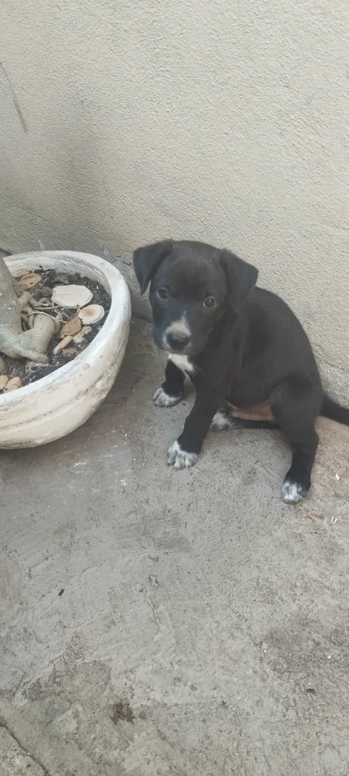 Cachorro ra a SRD-ViraLata idade Abaixo de 2 meses nome Pitoco